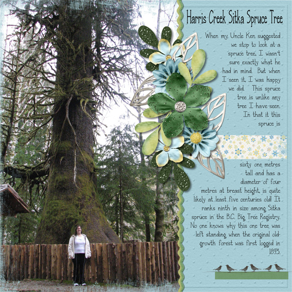 Harris Creek Sitka Spruce Tree