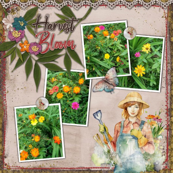 Harvest Bloom