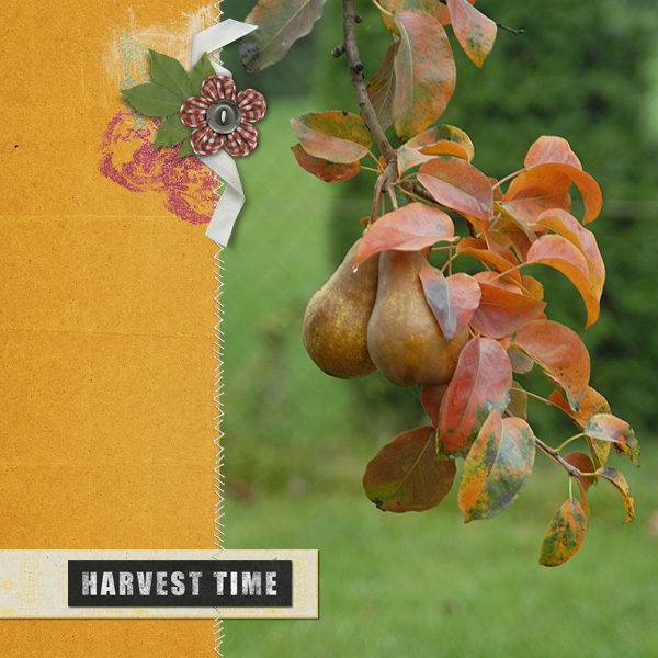 Harvest Time