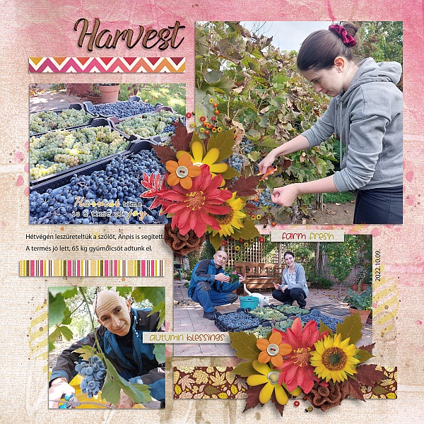 Harvest time