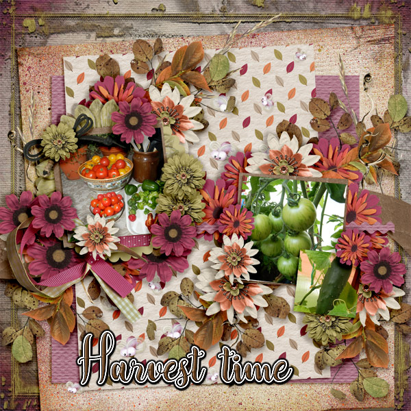Harvest-time3