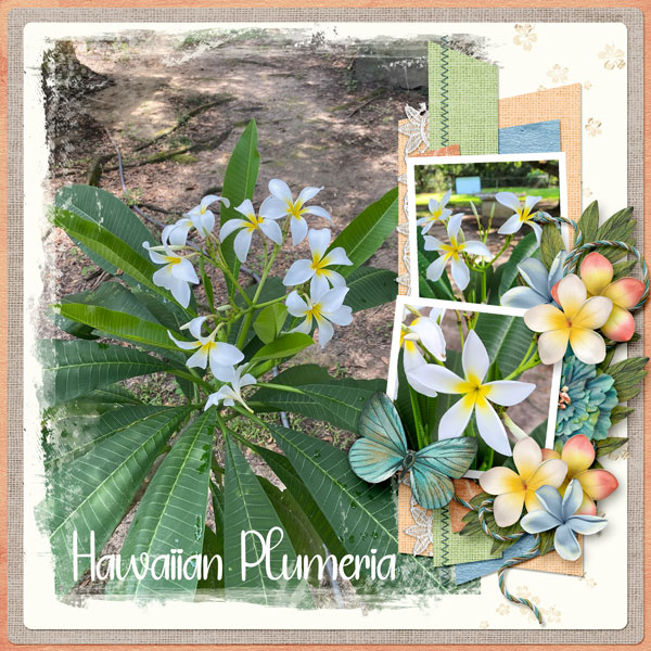 Hawaiian Plumeria