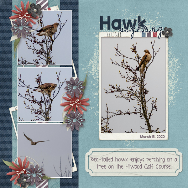Hawk Sighting