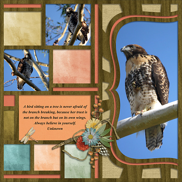 Hawk