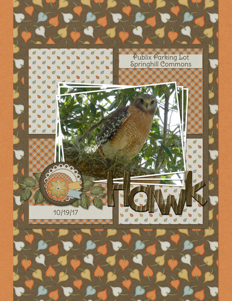 Hawk