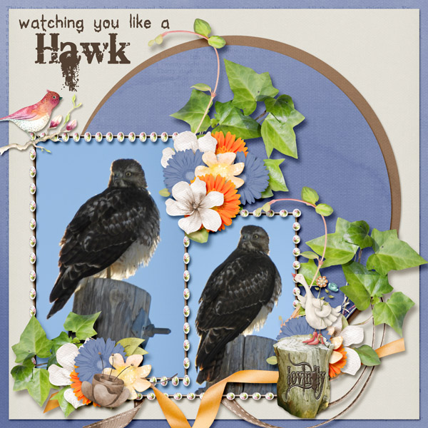 hawk_small