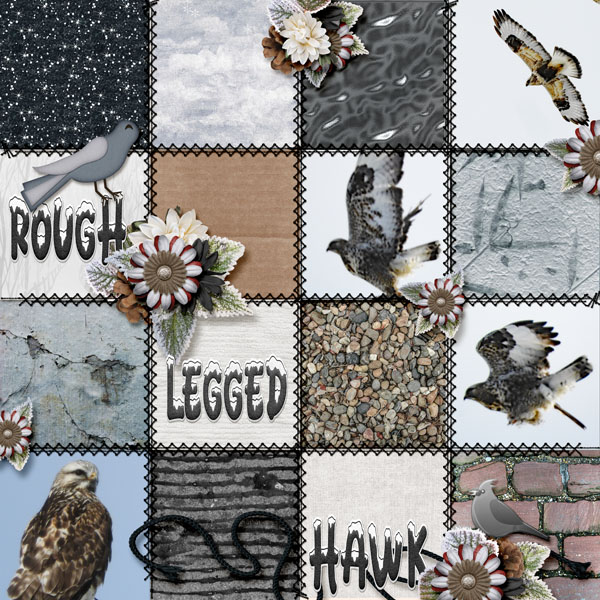 hawk_small1