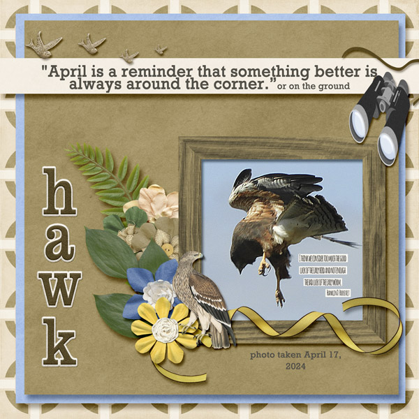 hawk_small2