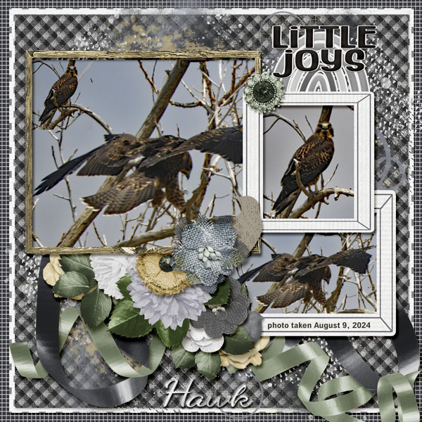 hawk_small3