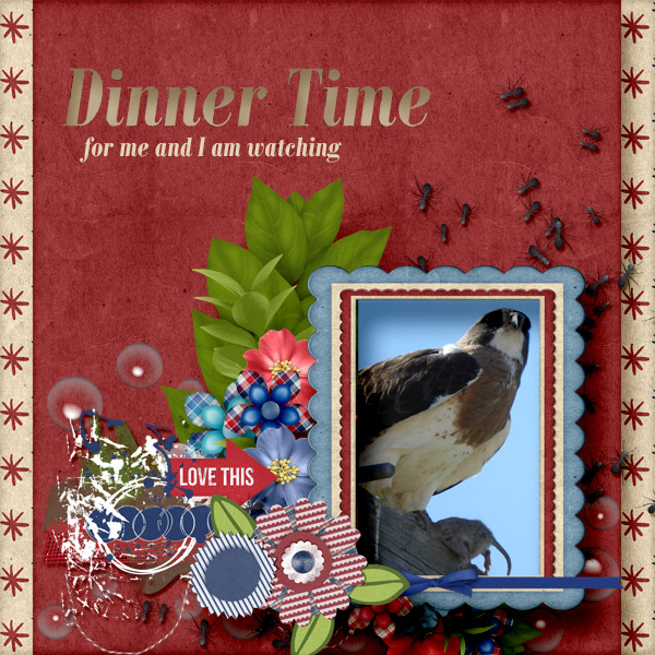 Hawk_watching_small