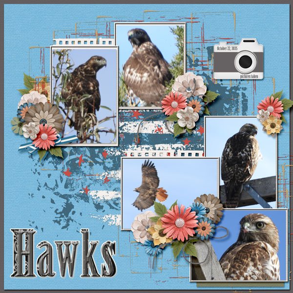 hawks small.jpg