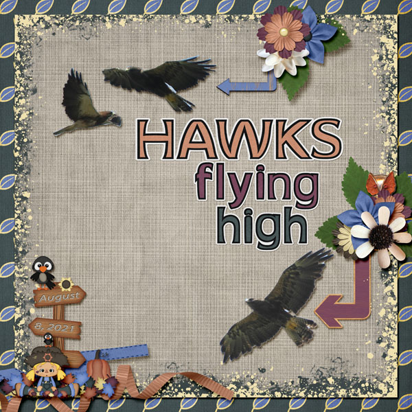 Hawks_small