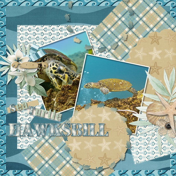 Hawksbill Turtle