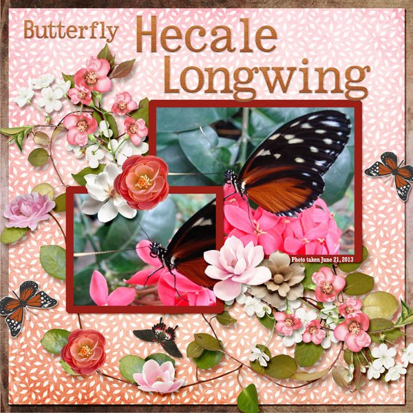 Hecale Longwing Butterfly small.jpg