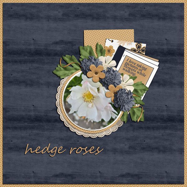 hedge roses