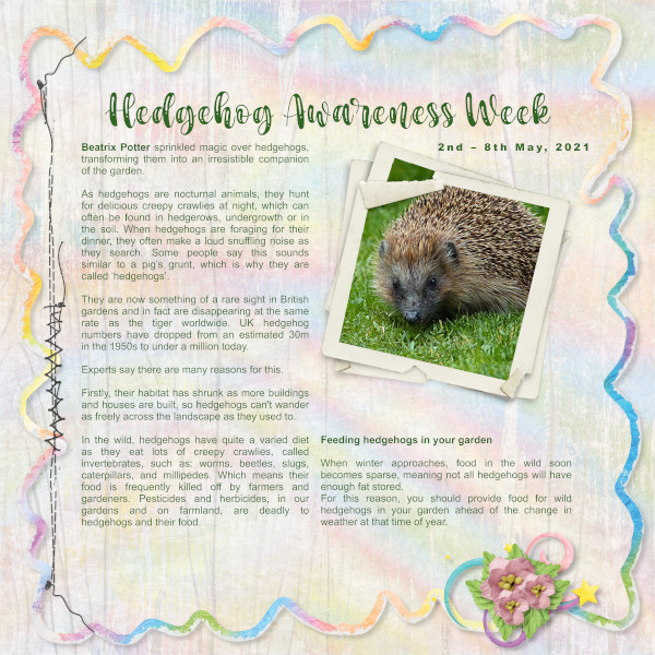 Hedgehog Awareness Week