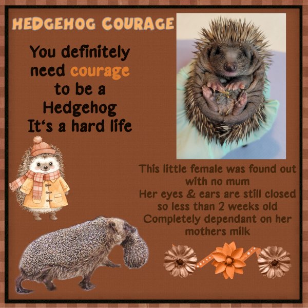 Hedgehog Courage.jpg