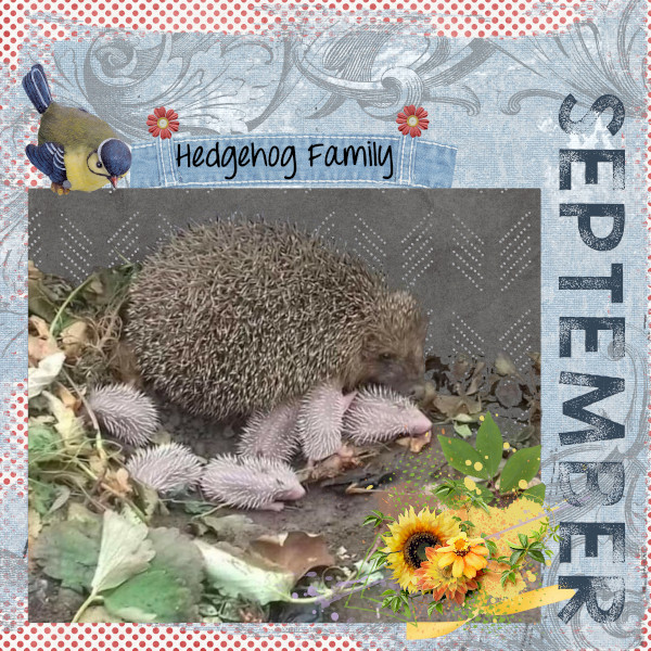 Hedgehog Family