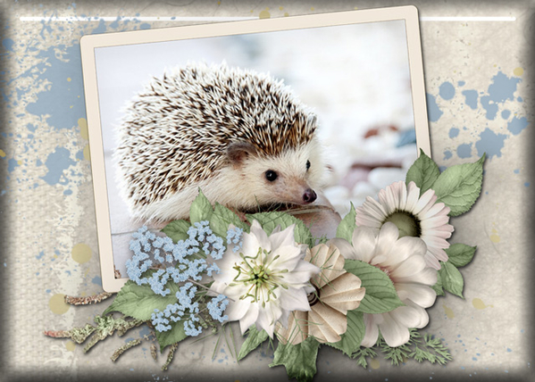 hedgehog