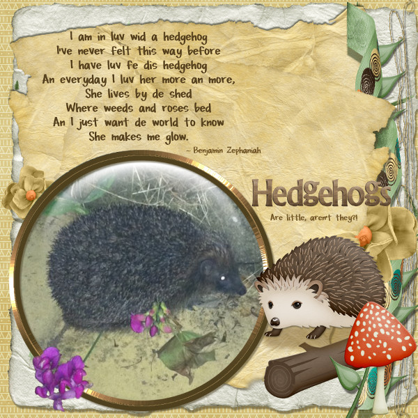 Hedgehogs are little, aren't they?!