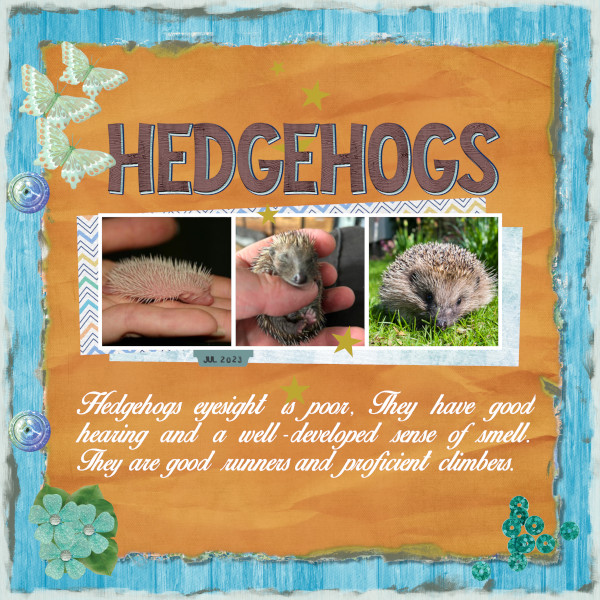 HEDGEHOGS
