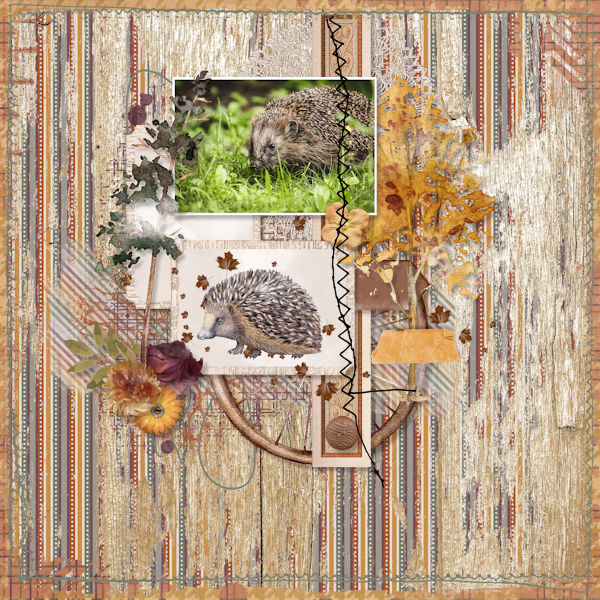 Hedgie