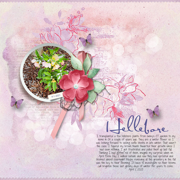 Hellebore