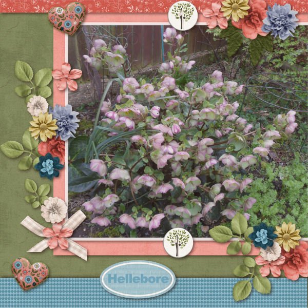 Hellebore