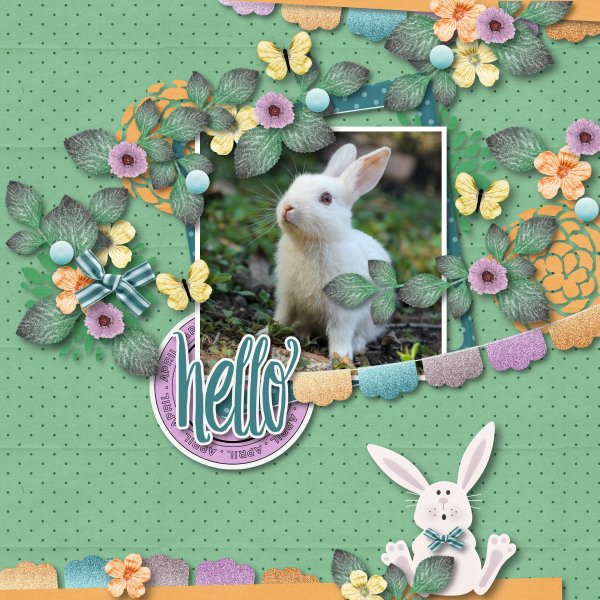 Hello bunny