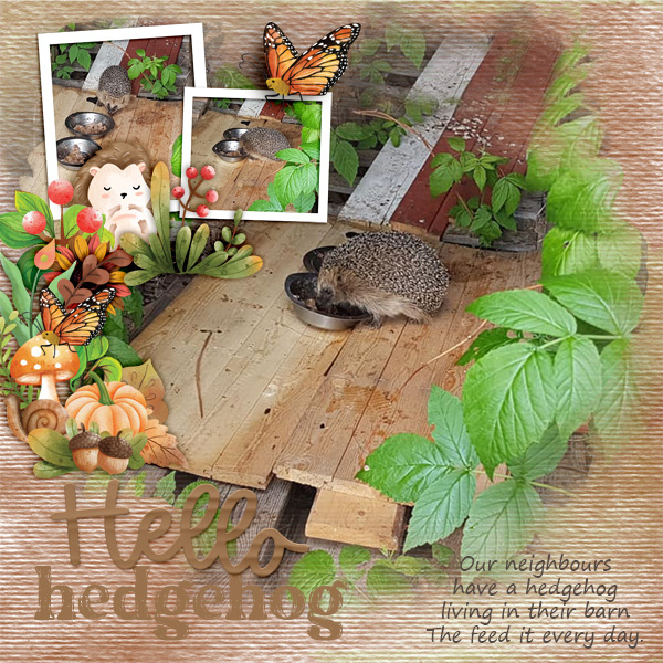 Hello-hedgehog