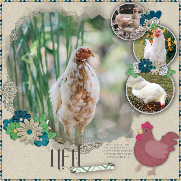 hen