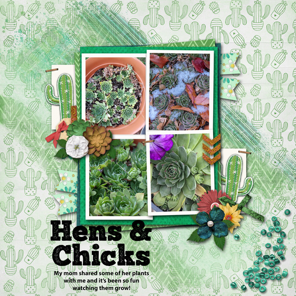 Hens and Chicks