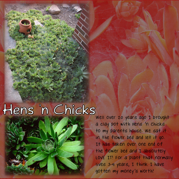 Hens 'n Chicks