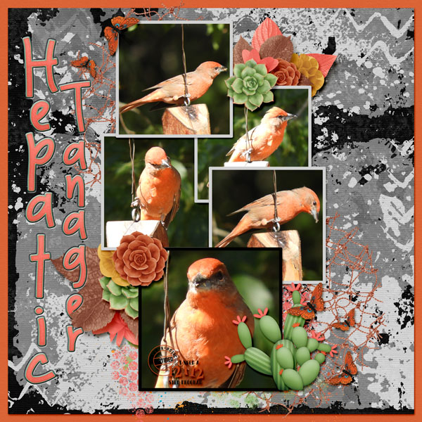 Hepatic_Tanager_small