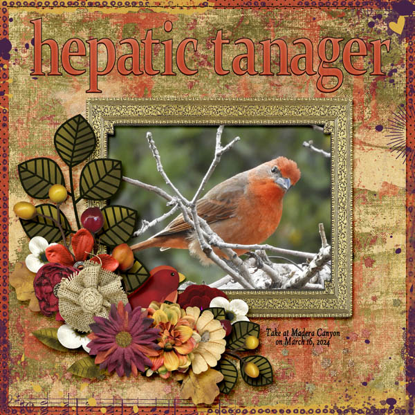 Hepatic_Tanager_small1