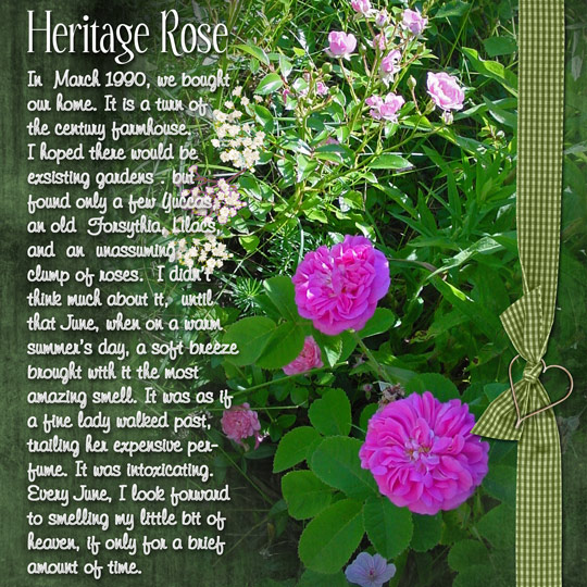 Heritage Rose