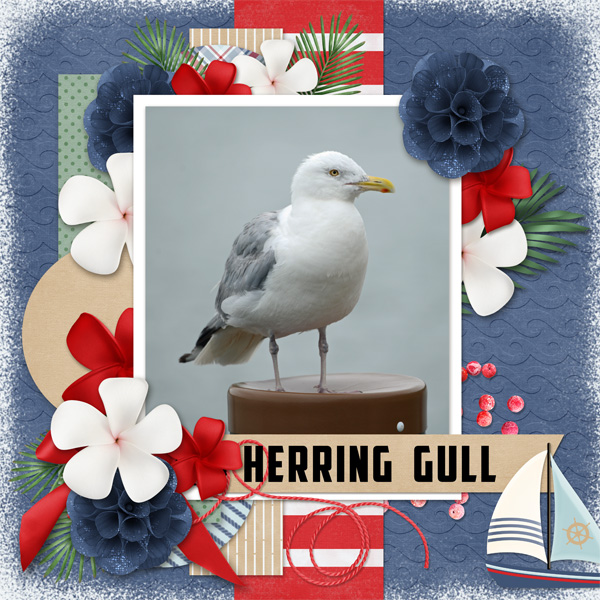 Herring Gull