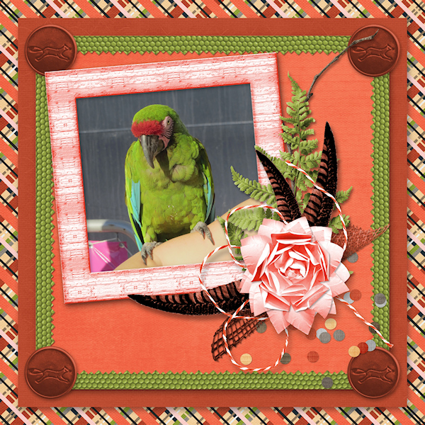 Hi Mr. Parrot!