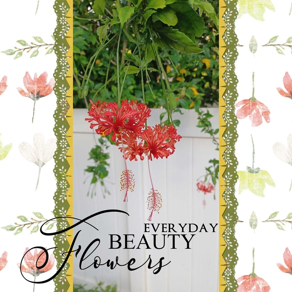 Hibis-Kiss