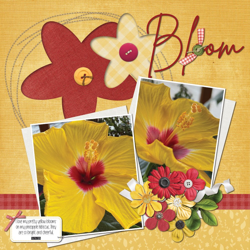 Hibiscus 4-4-25