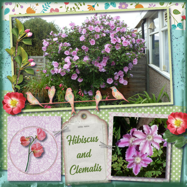 Hibiscus and Clematis