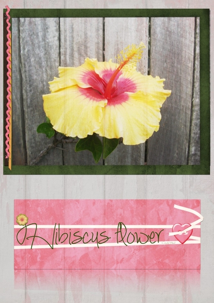 Hibiscus Flower