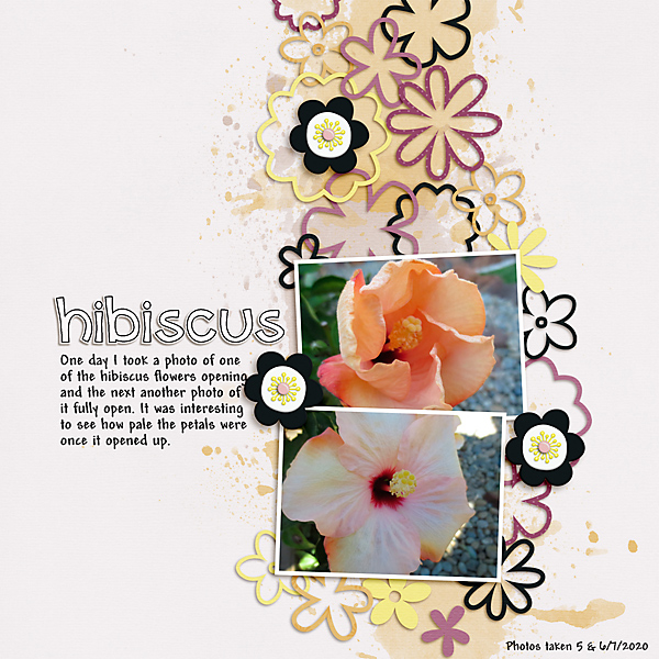 Hibiscus
