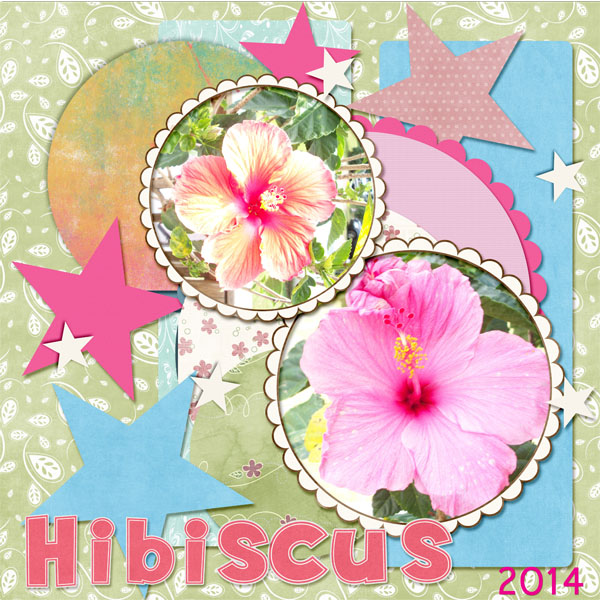 Hibiscus