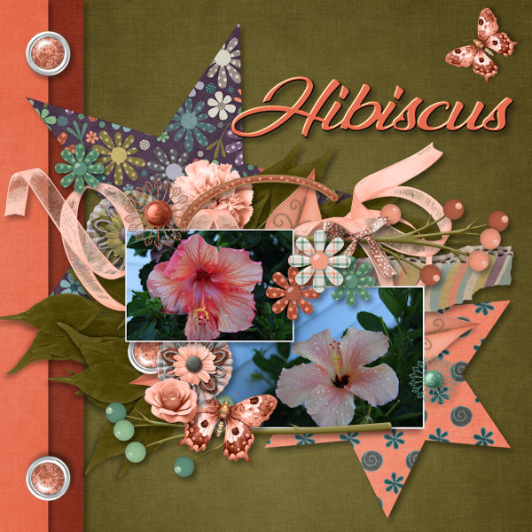 Hibiscus