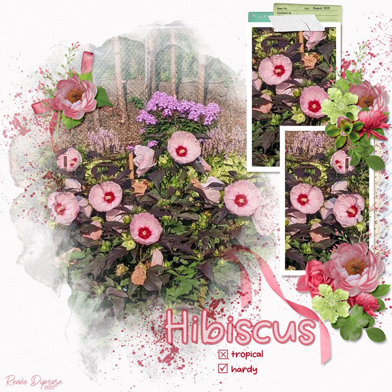 Hibiscus