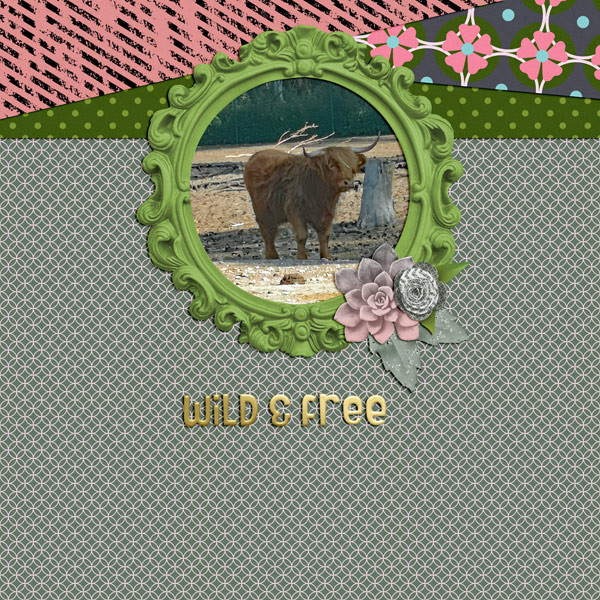 Highland Cattle