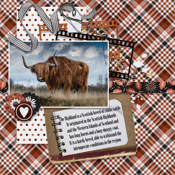 Highland Cow