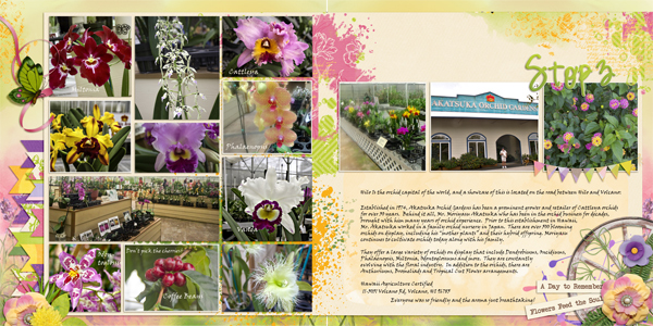 Hilo Orchids