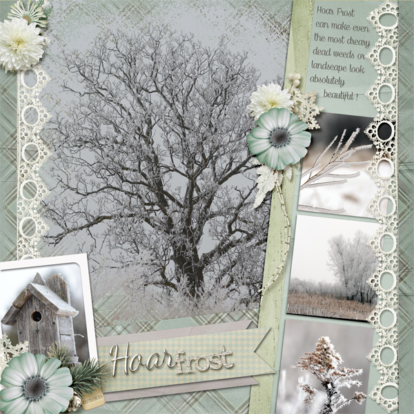 Hoar Frost